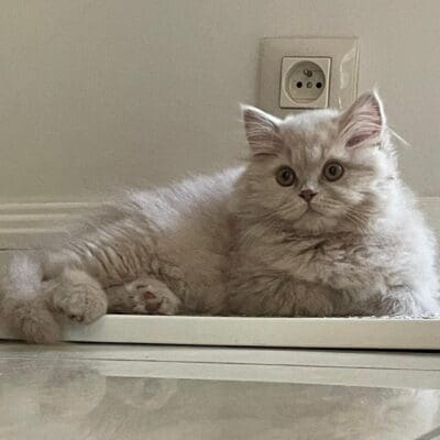 Chatterie de la Suisse Normande