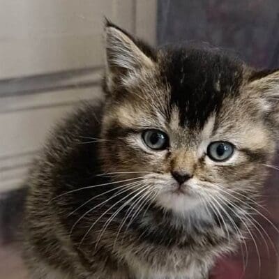 chatterie des Sobricoon