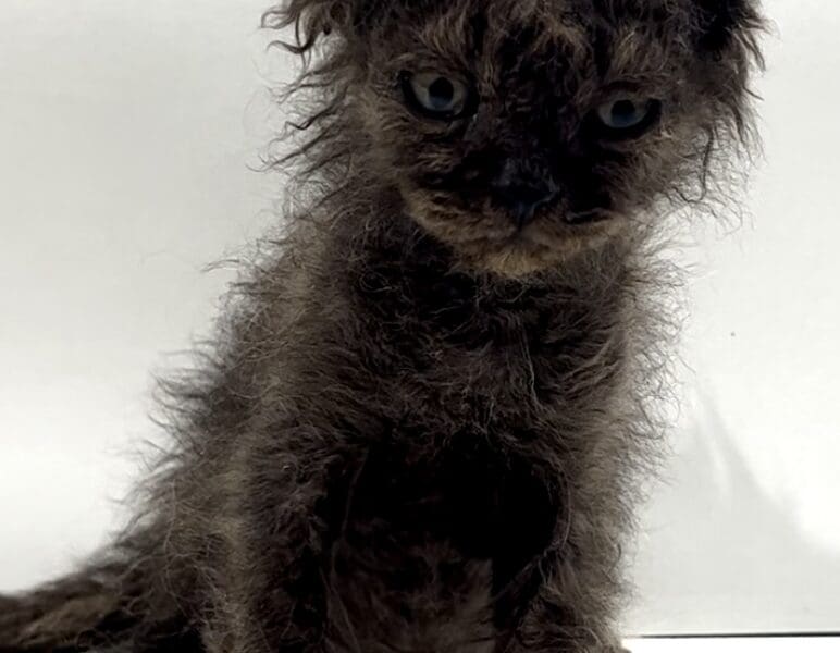 Selkirk rex