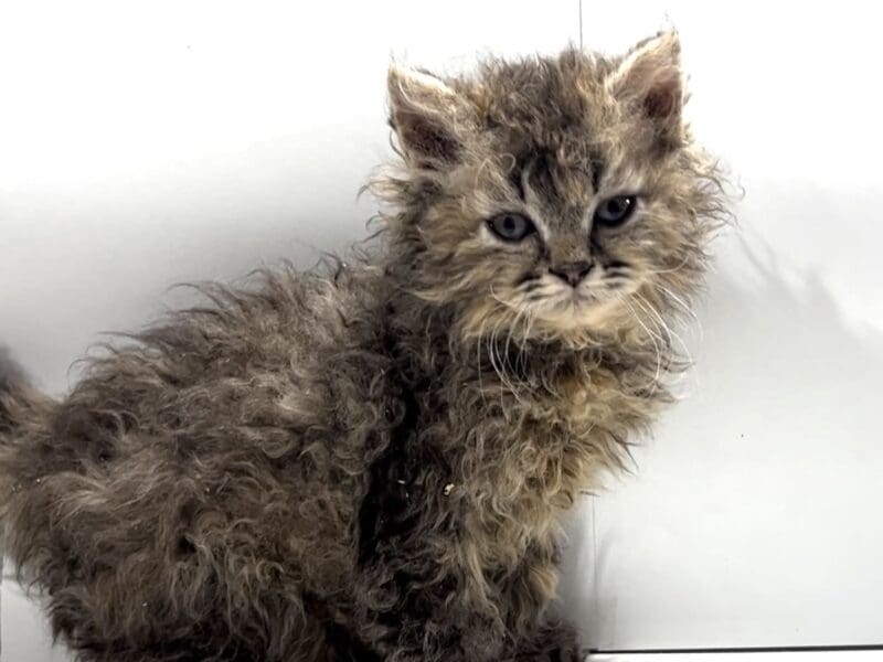 Selkirk rex
