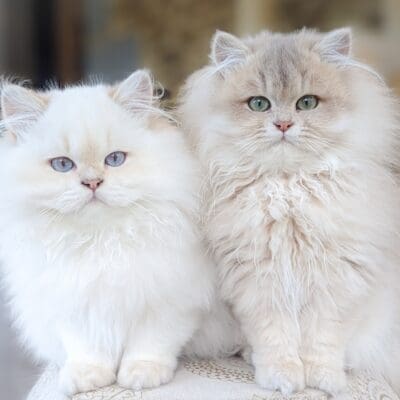 SARL Le Domaine d'Aghan