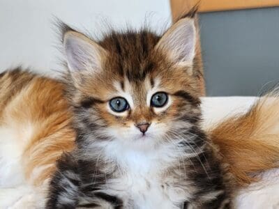 Chaton Sibérien hypoallergénique