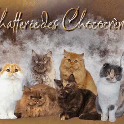 La chatterie des Chococrème's