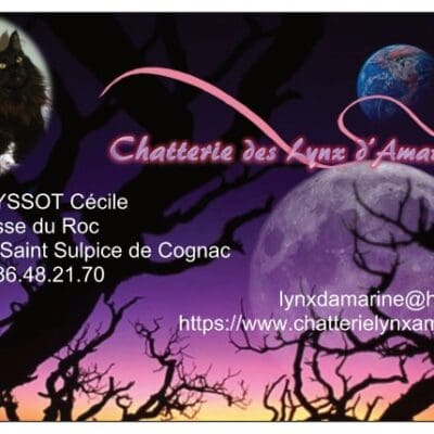 Chatterie des lynx d Amarine