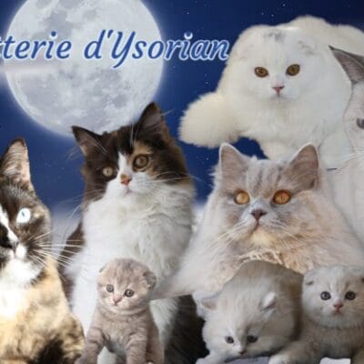 chatterie d ysorian