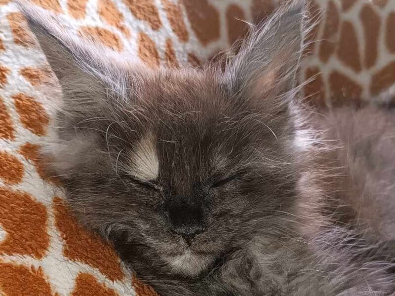Chatons à réserver