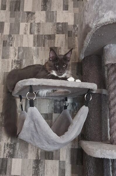 2 chatons mâles 5 mois