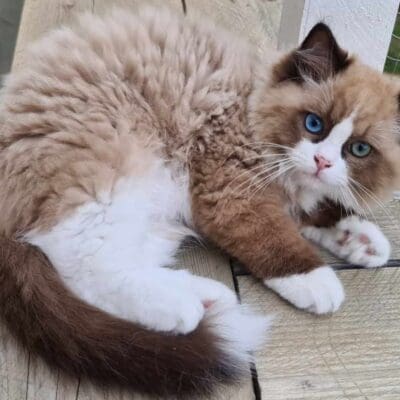 Chatterie du Félin Charmant