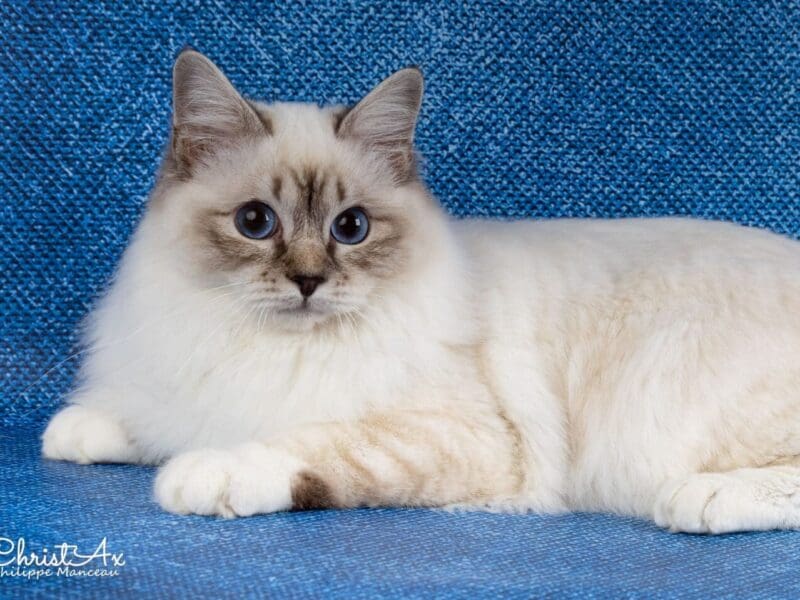Saillie Sacré de Birmanie