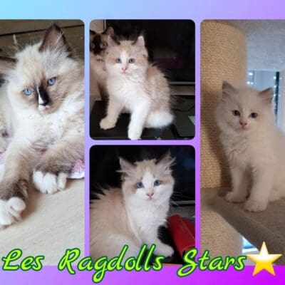 DES RAGDOLLS STARS
