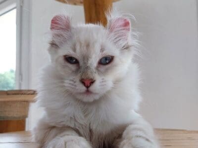 chaton Américan curl loof
