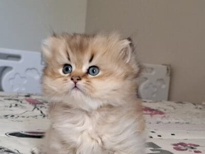 British lh Black golden shaded