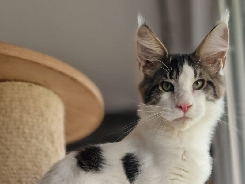 Chatons maine coon loof