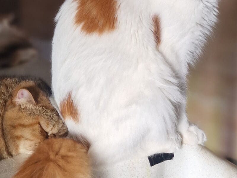 Chatons maine coon loof