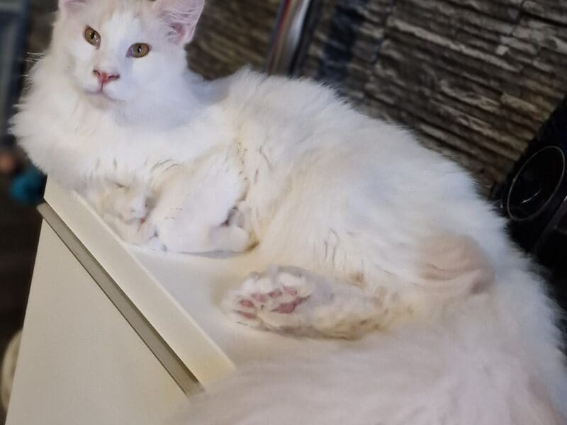 Chatons maine coon loof