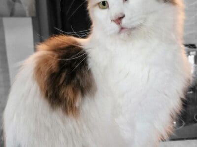 maine coon femelle loof