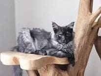 MAINE COON FEMELLE LOOF