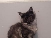 MAINE COON FEMELLE LOOF