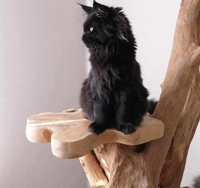 MAINE COON FEMELLE LOOF