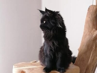 MAINE COON FEMELLE LOOF