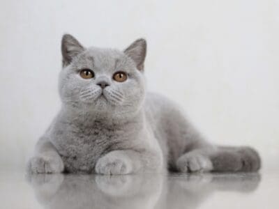 British shorthair lilac girl