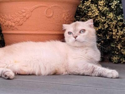 Chatte retraitée scottish fold