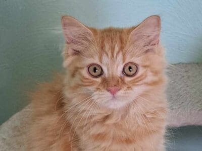 Chaton highland straight