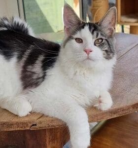 Chaton Maine Coon