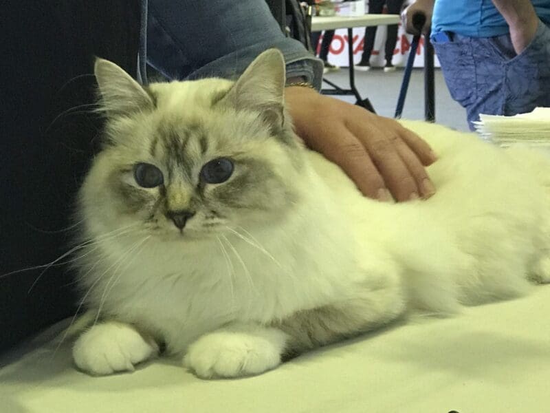 Saillie Sacré de Birmanie