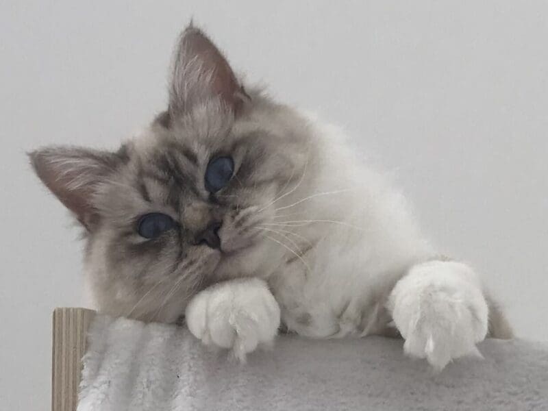 Saillie Sacré de Birmanie