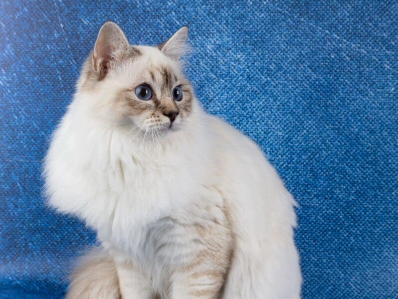 Saillie Sacré de Birmanie