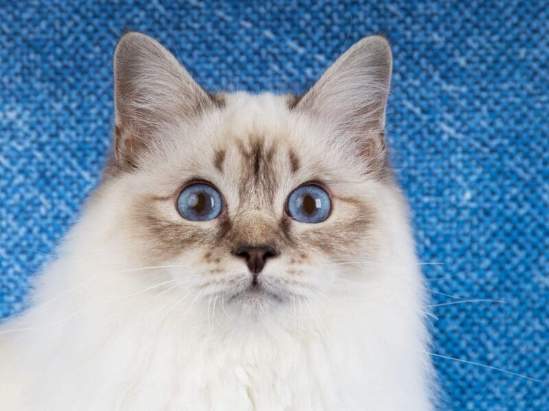 Saillie Sacré de Birmanie