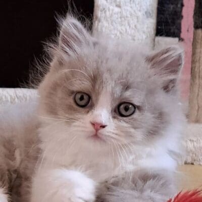 Chatterie du Nan Tchao