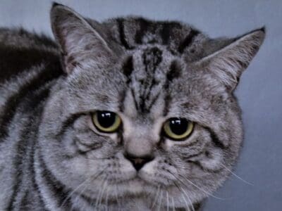 Chat BRITISH SHORTHAIR disponible pour Saillie