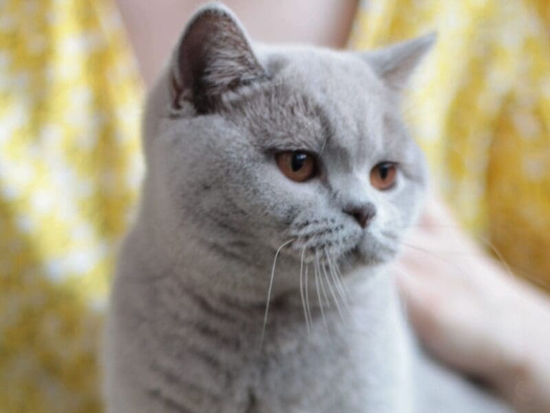 British shorthair lilac girl