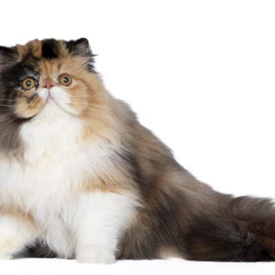 Chatterie des Amours de Maya