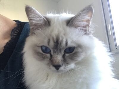 Saillie Sacré de Birmanie