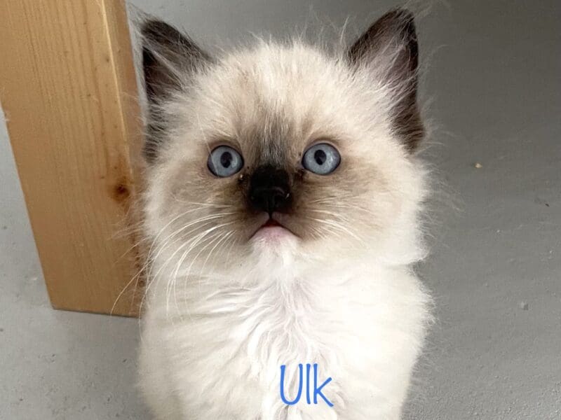 5 Magnifiques chatons Ragdoll
