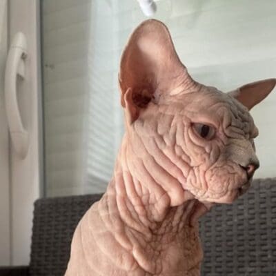 Chatterie de l’empire des elfes