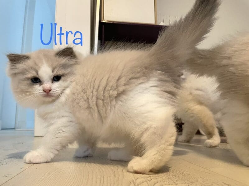 5 Magnifiques chatons Ragdoll