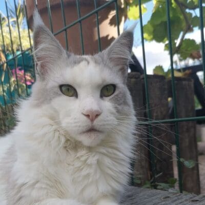 Chatterie Extravacoon