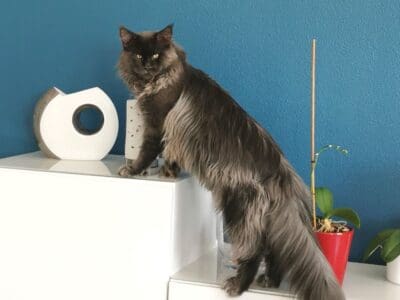 Maine Coon blue P