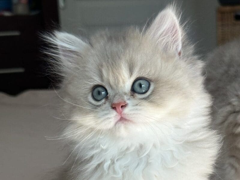 British longhair