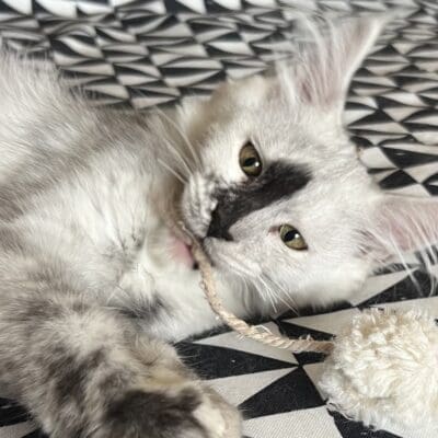 Chatterie des Rêves Talycoon