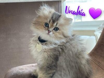 Unahia 💜 Fifille Black Golden Shaded, yeux Vert