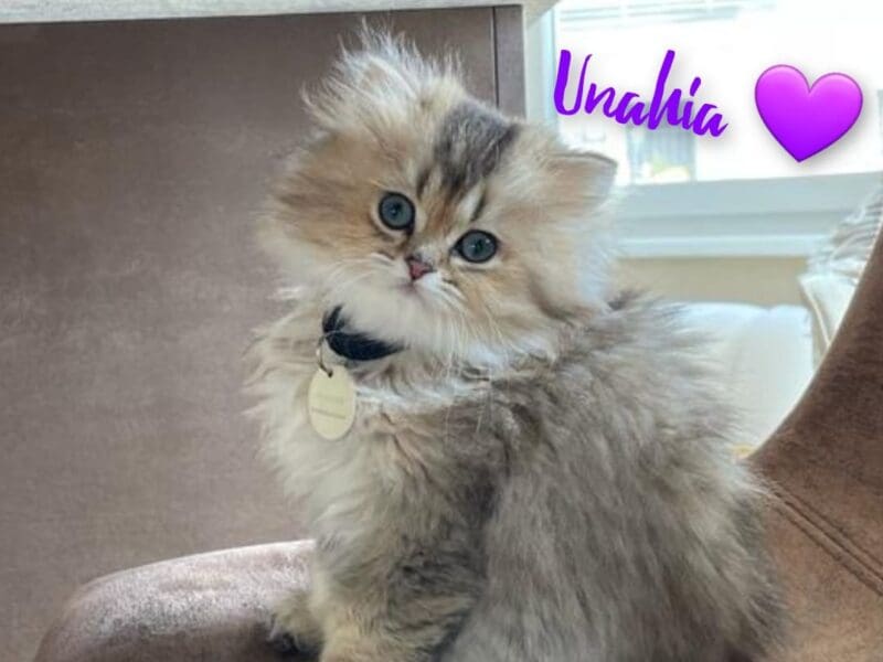 Unahia đź’ś Fifille Black Golden Shaded, yeux Vert