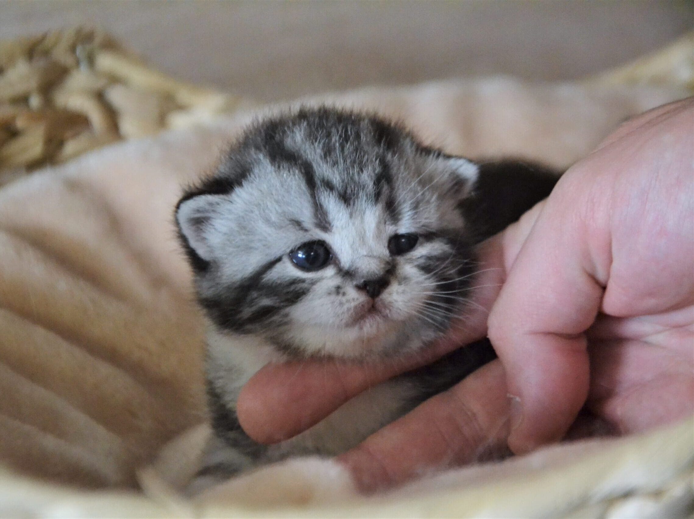 BEST CAT EVER Attractive Cats