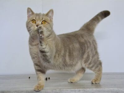 Chat BRITISH SHORTHAIR disponible pour Saillie