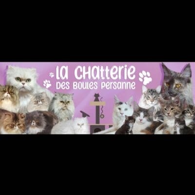 Chatterie des boules persanne