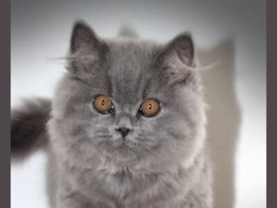 Deux jolis garçons Britishs longhair disponibles